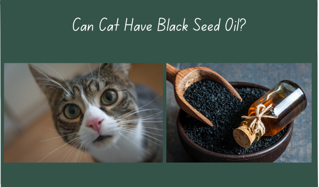 Can Cats Have Black Seed Oil
